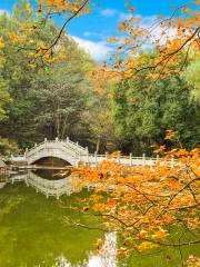 巣湖東庵森林公園