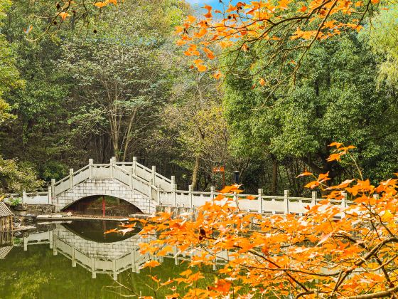 巣湖東庵森林公園