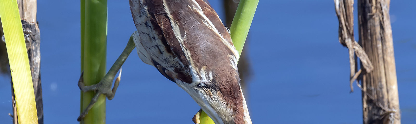 ГалвестонРекомендованные развлечения