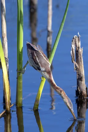 Авиабилеты Галвестон Лас-Вегас
