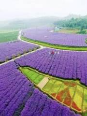 Lavender Flower Sea