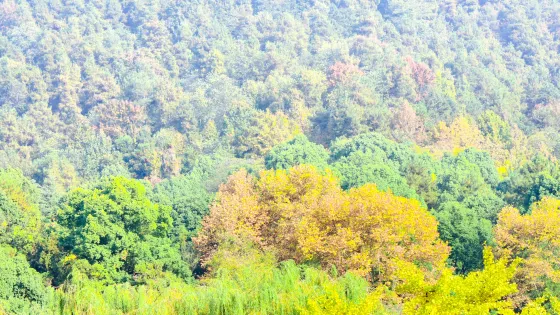 鳳凰山國家森林公園