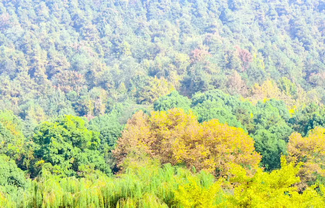 펑황산 공원 주변 호텔
