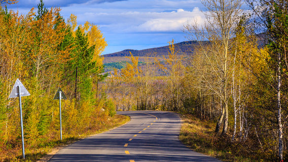Birch Forest Sightseeing in Mohe