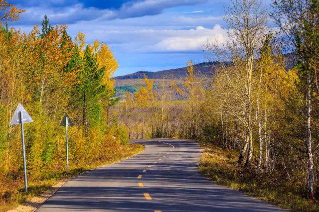 Birch Forest Viewing in Mohe