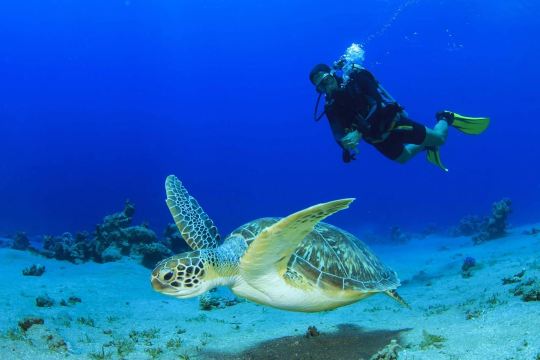 Snorkeling or Scuba Diving in Gold Coast