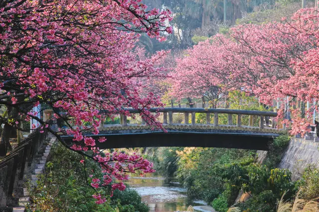 Okinawa Cherry Blossom Appreciation