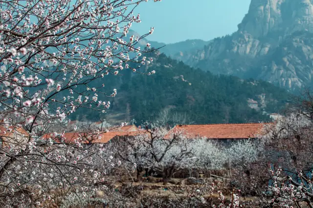 Shandong Apricot Blossom Viewing
