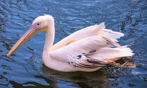 阿提斯皇家動物園