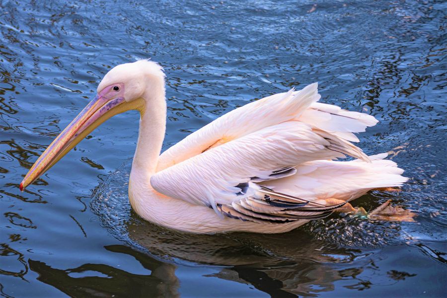 阿提斯皇家動物園