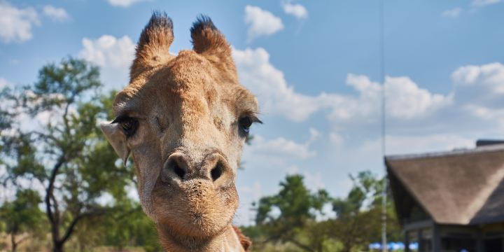 Johannesburg Zoo