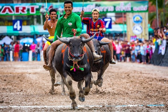 งานเทศกาลวิ่งควายชลบุรี | ชลบุรี