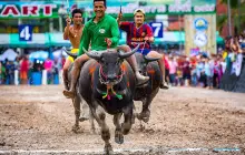 งานเทศกาลวิ่งควายชลบุรี