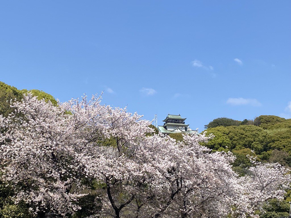 Komakiyama Cherry Blossom Festival | Komaki