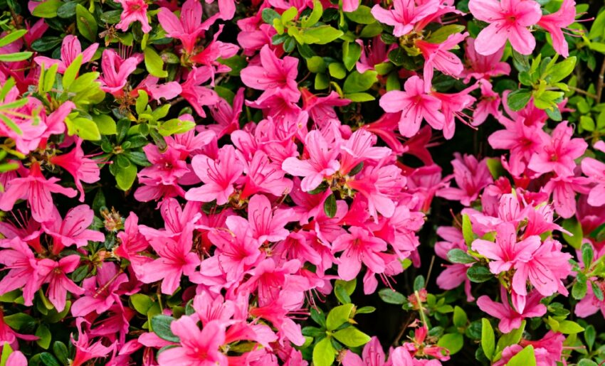 Suigo Omigawa Cherry Blossom and Azalea Matsuri | Katori