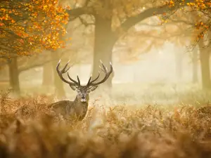 Richmond Park