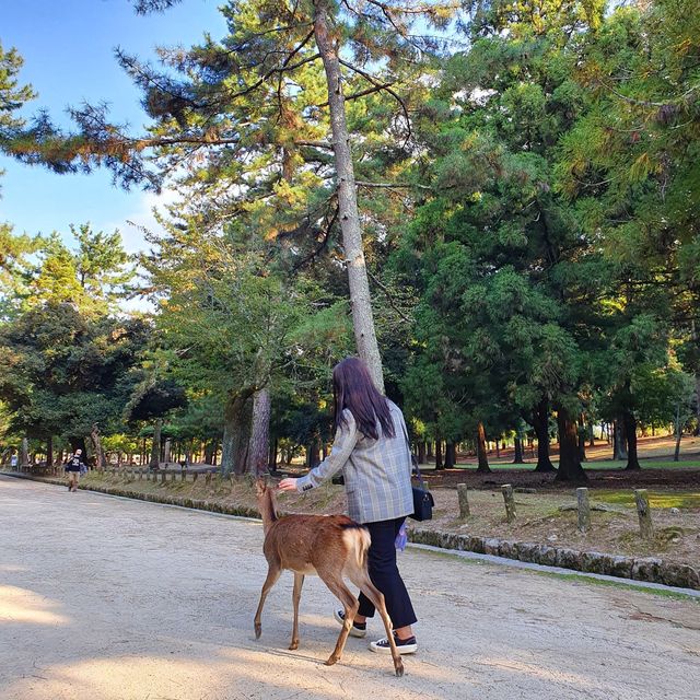 [오사카여행] 나라 사슴공원