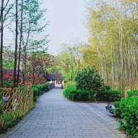 Yixing, Bamboo Forest, China  