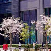 東京駅周辺の桜並木
