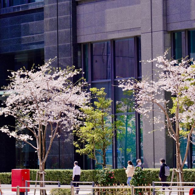 東京駅周辺の桜並木