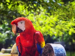 Macaw Mountain Bird Park