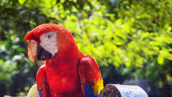 Macaw Mountain Bird Park