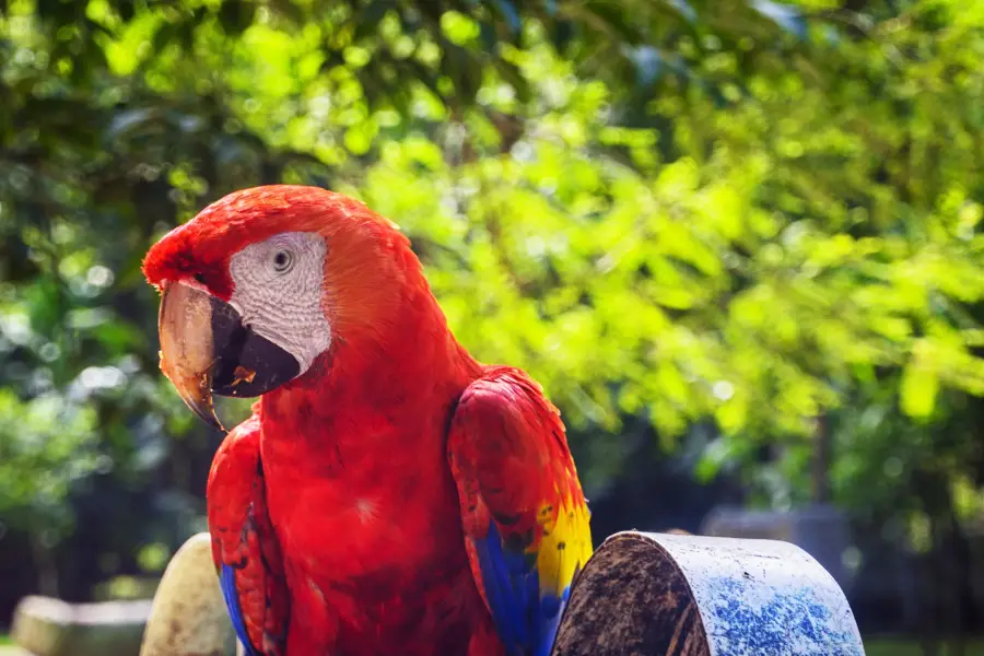 Macaw Mountain Bird Park & Nature Reserve