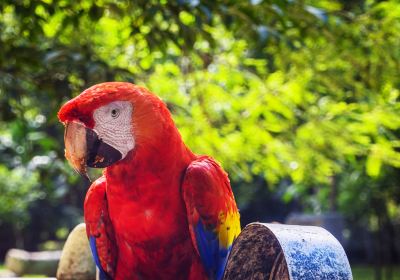 Macaw Mountain Bird Park & Nature Reserve