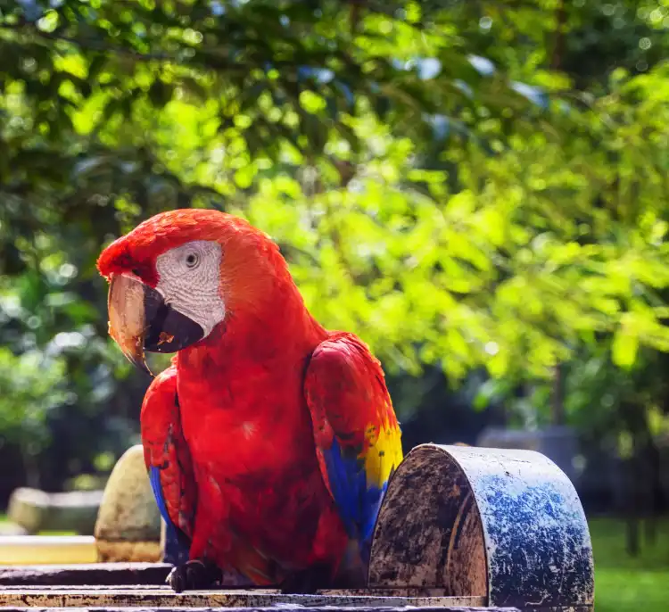 Các khách sạn gần Macaw Mountain Bird Park & Nature Reserve