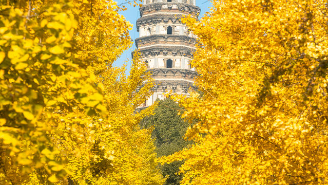 Ginkgo Viewing in Suzhou