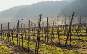 La Cité du Vin