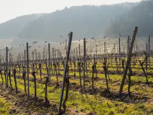 La Cité du Vin