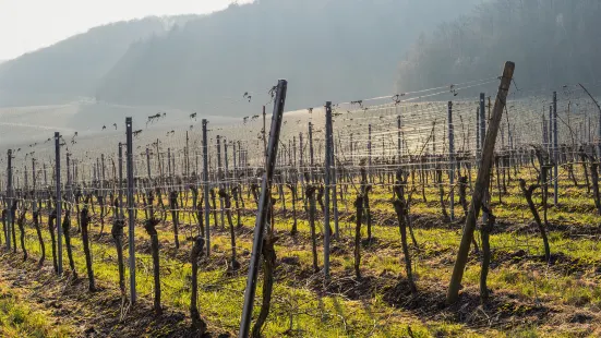 La Ciudad del Vino