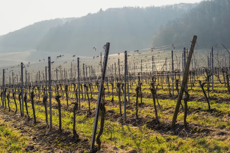 La Città del Vino