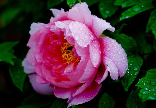 Peony Park Attractions Luoyang Travel Review Travel Guide Trip Com Peony Park Attractions Luoyang Travel Review Travel Guide Trip Com