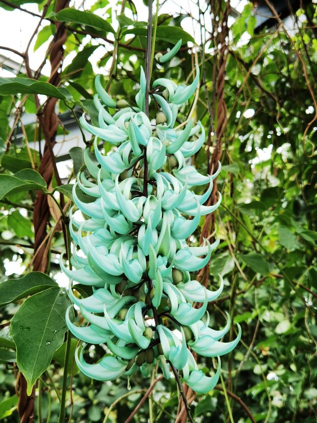 Chinese Academy of Sciences Huanan Botanical Garden