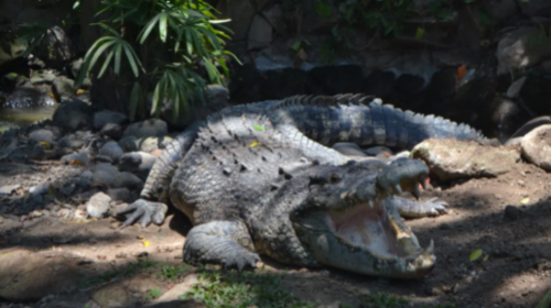 Bali Reptile Park