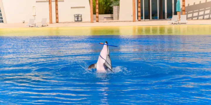 亞特蘭蒂斯海洋世界迷你營