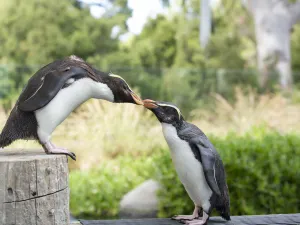 Zoo di Melbourne