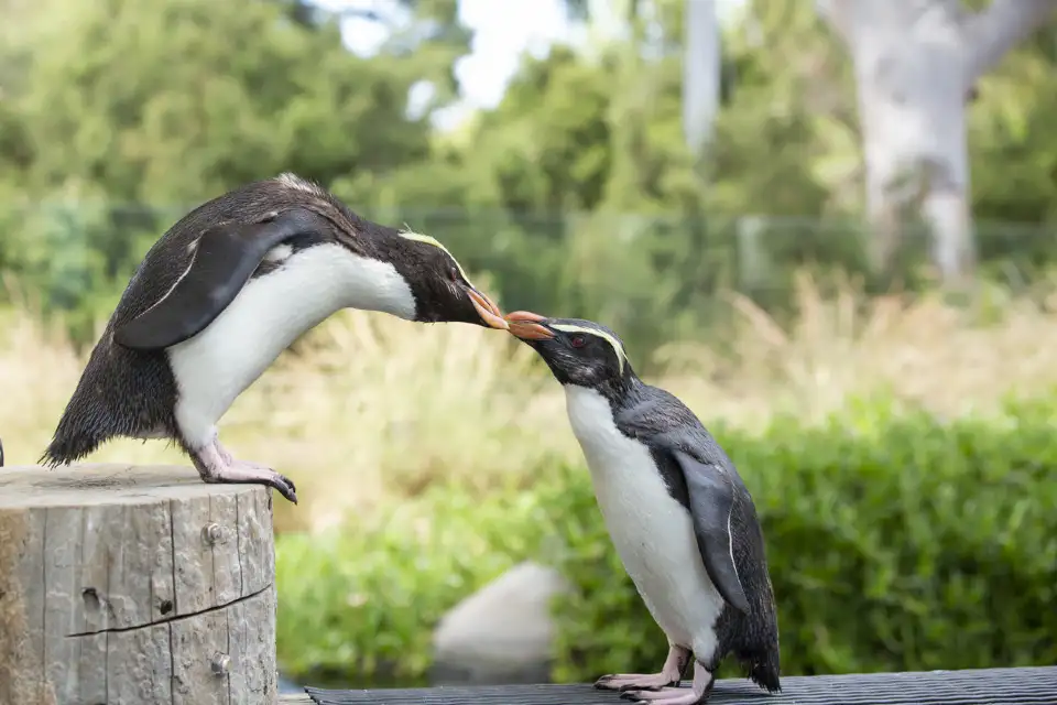 3_Melbourne Zoo