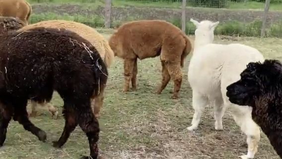 Yichun Huanling Alpaca Ranch