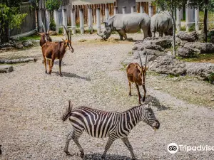 Zoo Schmiding / Museum - meeting of cultures
