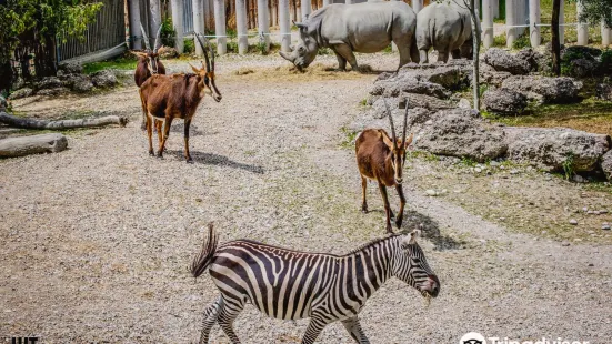 Zoo Schmiding / Museum - meeting of cultures