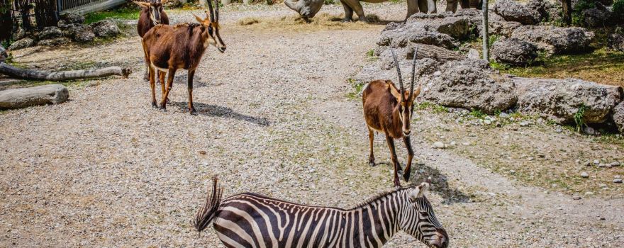 Zoo Schmiding / Museum - meeting of cultures