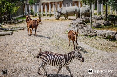 Zoo Schmiding / Museum - meeting of cultures