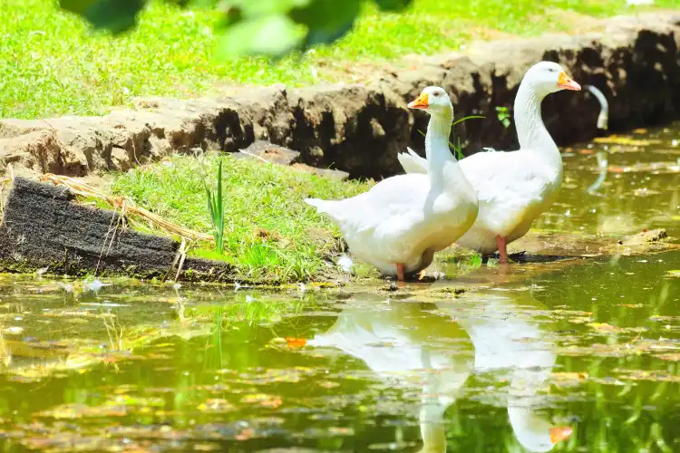 Hotels near Birmingham Zoo