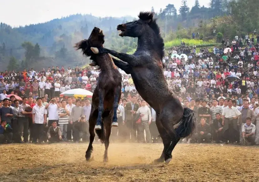 Rongshui Miao Lusheng Horse Fighting Festival | Rongshui