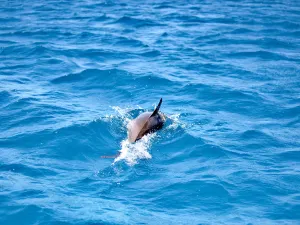 Dolphin Bay