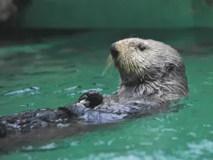 西雅圖水族館