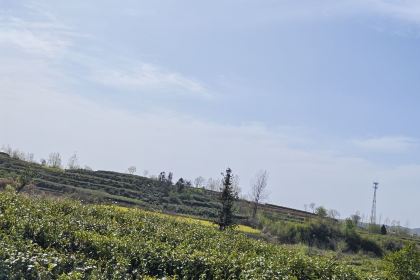 冷洼鹏哥茶园